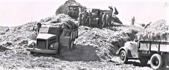 Закладка силоса, 1976 г. Ф.1-Ф.Оп.1.Д.135